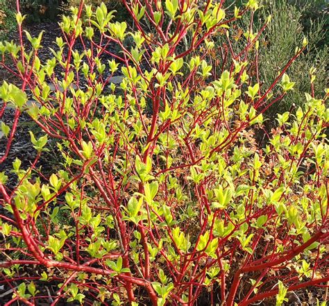 dogwood shrubs - Google Search | Dogwood shrub, Dogwood, Shrubs