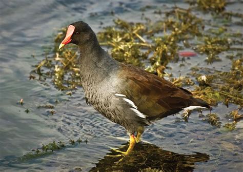 Moorhen | bird | Britannica