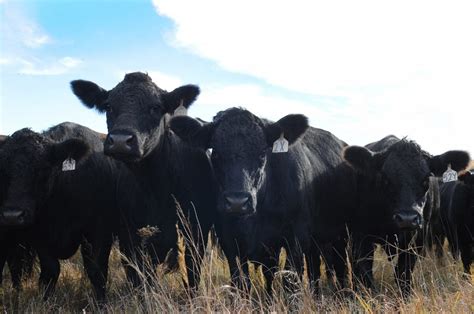 10 most popular beef cattle breeds in the United States | AGDAILY