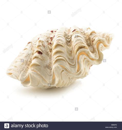 Giant Clam Shell Stock Photos & Giant Clam Shell Stock Images - Alamy