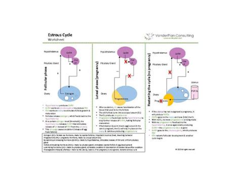 Estrous Cycle Teaching Resource | VanderPlan