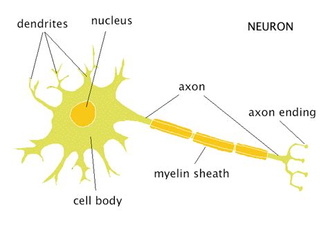 The Beauty of Medicine and Life Sciences: The basics of neuroscience: the neuron