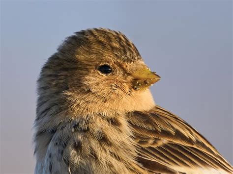 Twite Bird Facts (Linaria flavirostris) | Birdfact