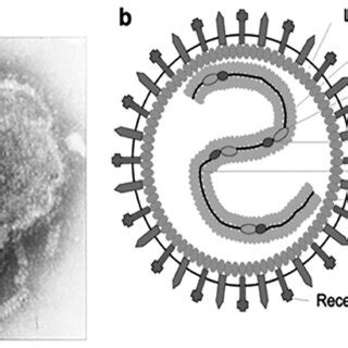 Paramyxovirus virion structure. (A) Negative-contrast electron ...