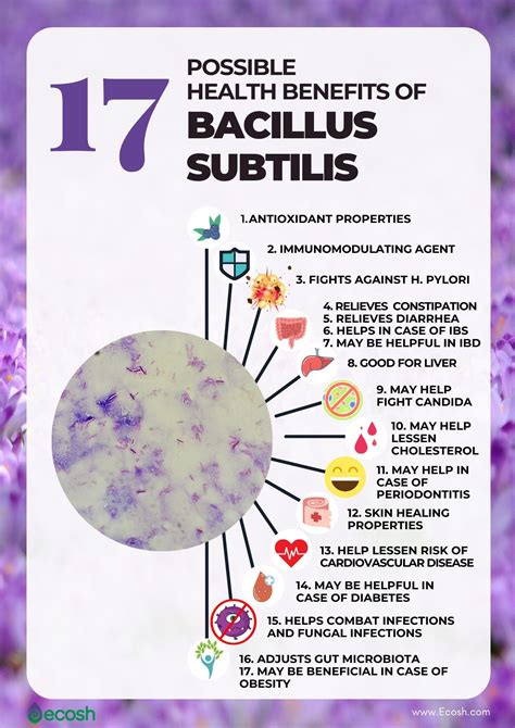 BACILLUS SUBTILIS - 17 Possible Health Benefits Based On Science - Ecosh