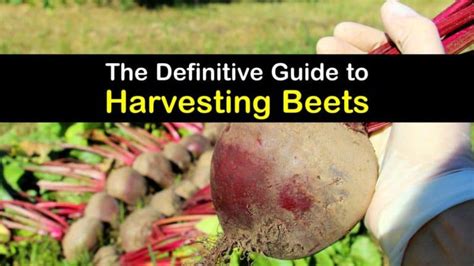 Beet Harvesting - How to Pick Beets