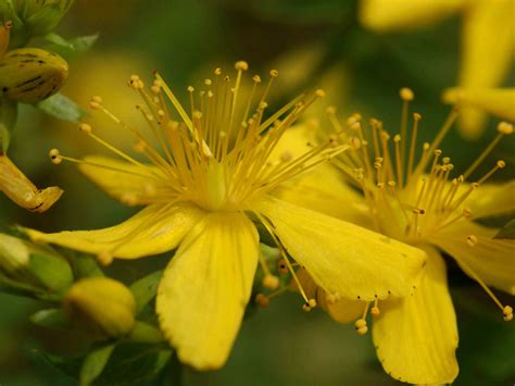 Hypericum perforatum - Common St. John's Wort | World of Flowering Plants