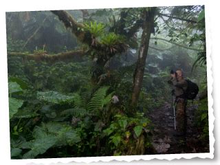 Saba Conservation Foundation - Preserving Saba's natural and cultural ...