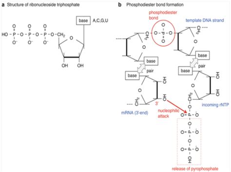 Phosphodiester Bond Mechanism