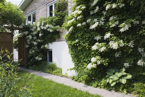 Popular Flowering and Vines and Climbers