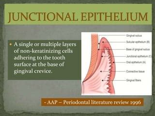 Junctional epithelium | PPT