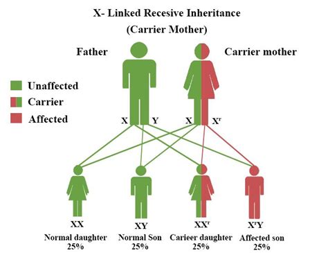 Sex-linked trait - Definition and Examples - Biology Online Dictionary