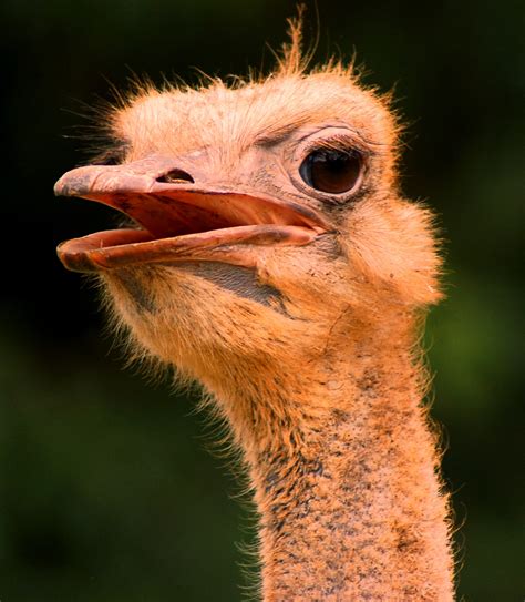 Free photo: Long Neck - Animal, Bird, Bspo06 - Free Download - Jooinn