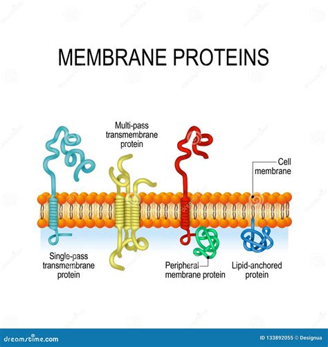 Membrane Proteins. Vector Illustration for Biological, Science and Educational Use Stock Vector ...