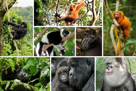 Most Primate Species Threatened With Extinction, Scientists Find - The New York Times