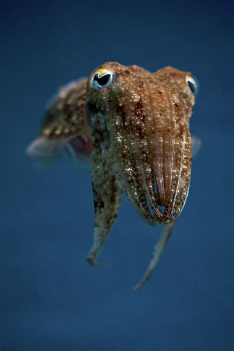 Cuttlefish Photograph by Stavros Markopoulos - Fine Art America