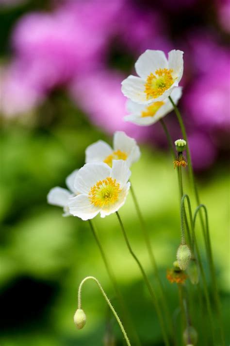 White poppy by LEE INHWAN | White poppy, Flowers, Poppies