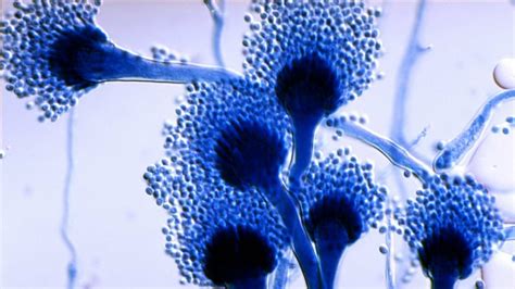 Five Facts About Aspergillus