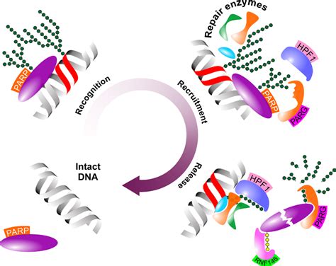 Schematic figure of the role of PARP-1 in the DNA demage response. PARP... | Download Scientific ...