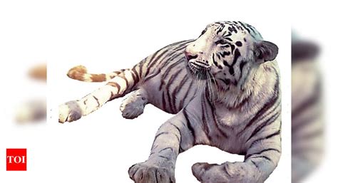 White tigers in wild? WII says yes after no; activists see red | Bhopal News - Times of India