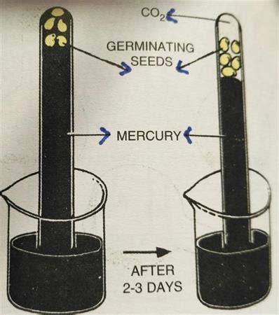 An experiment to demonstrate anaerobic respiration in germinating seeds