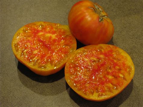 Hillbilly Striped Tomato | White Harvest Seed Company