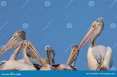 Spot Billed Pelican Birds, Mascot of Lake Kolleru in Andhra Pradesh, India Stock Image - Image ...