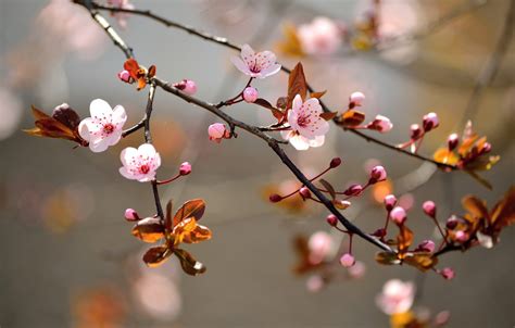 Wallpaper trees, branches, flowers, trees, flowers, inflorescence ...