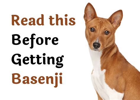 25 Things to Think About Before Adopting a Basenji Dog