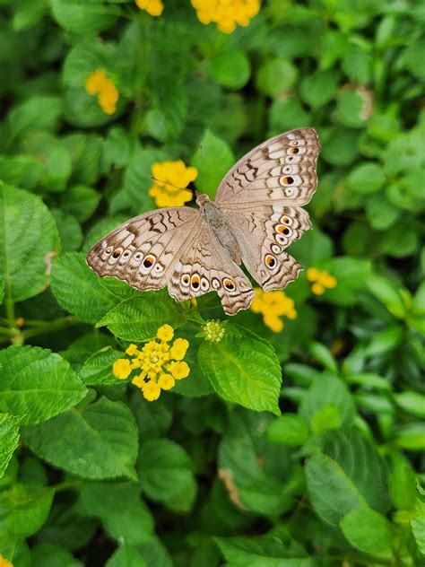 Grey pansy - Biodiversity and Environment Database System