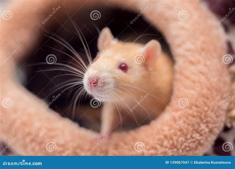 The Domestic Decorative Red Rat with Red Eyes Sits in a Soft Lodge for Rats Stock Image - Image ...