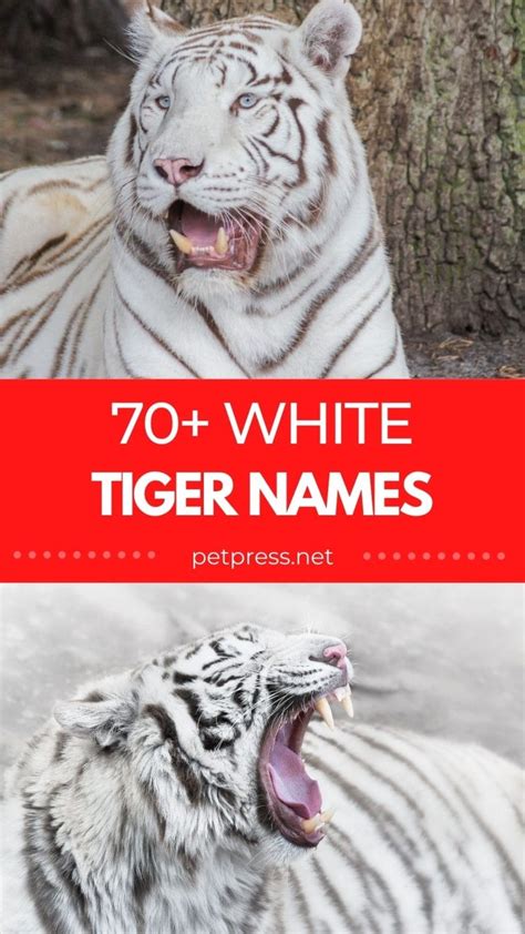 70+ Best White Tiger Names: Unique Names for White Tigers