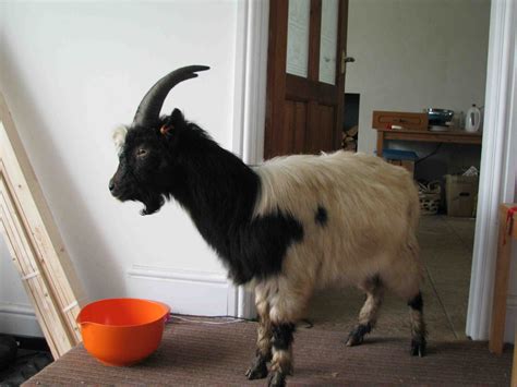 Bagot Goat. Rare Breed. Rare Breeds, Geneology, Livestock, Goats, Crazy, Animals, Animales ...