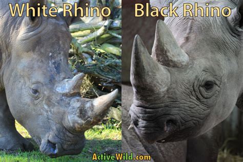 Black Rhino Facts For Kids: Rhinoceros Pictures, Information & Video