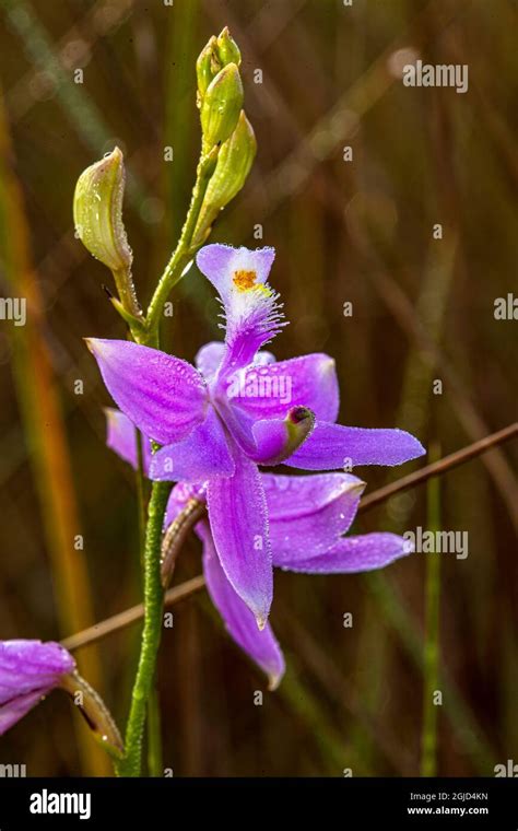 Grass pink orchids are terrestrial plants found in the eastern US Stock Photo - Alamy