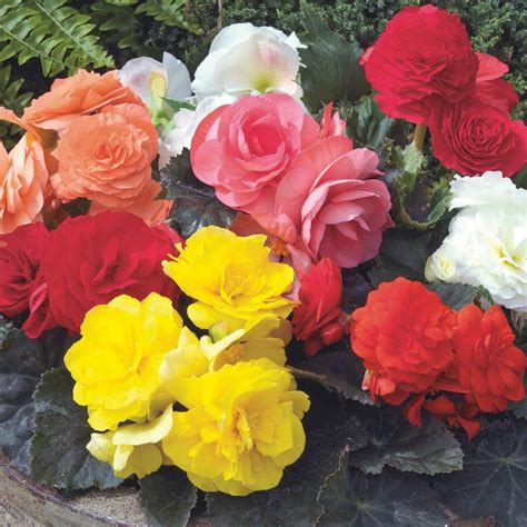 Bulbs, Roots & Rhizomes Plants, Seeds & Bulbs BEGONIA TUBEROUS DOUBLE ORANGE Begonia Tuberosa ...