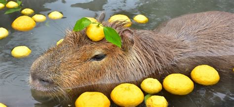 Japan House | Touji and Capybaras