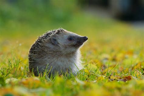 Autumn Hedgehog | Hugo the Hedgehog in the Autumn sun. Briti… | Flickr