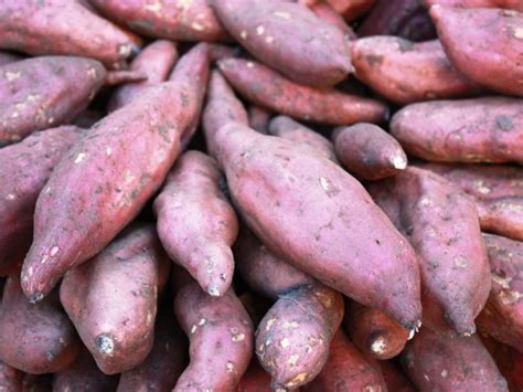 Storage Rot Of Sweet Potatoes: Learn About Post Harvest Sweet Potato Rot