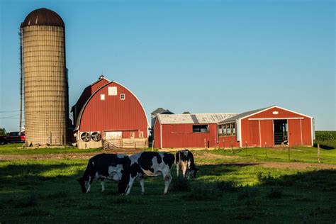 This Huge Dairy Could Help Solve A Major Pollution Problem | Cow photos ...