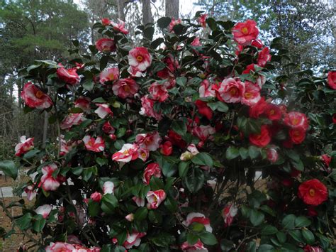 Plants & Flowers » Camellia japonica Alba simplex