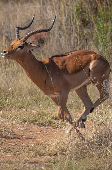 Gazelle running after sensing danger - About Wild Animals