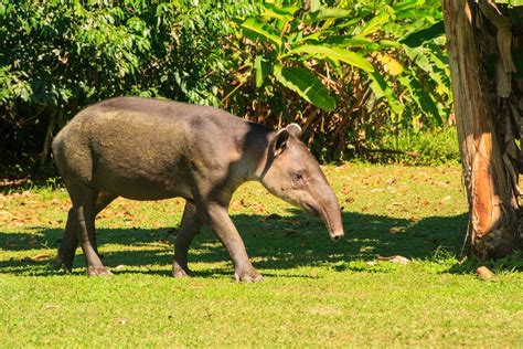 Bairds Tapir | Få information om det specielle dyr her