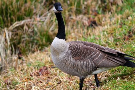 Truckin' My Blues Away: Canada Geese (wildlife photography by David H ...