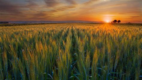 Wheat Harvest Wallpapers - Top Free Wheat Harvest Backgrounds ...