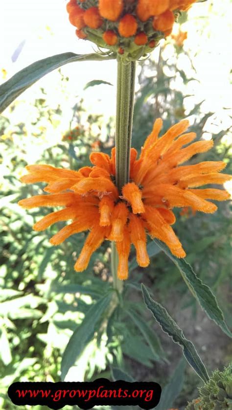 Leonotis leonurus - How to grow & care