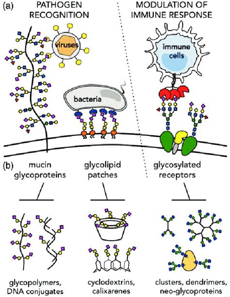 The cellular glycocalyx is a key mediator of pathogenesis. (a) Various... | Download Scientific ...