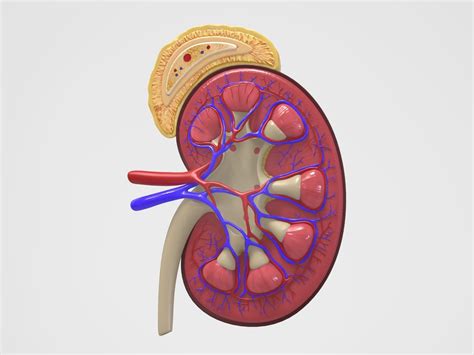 endocrine 3D model Kidney Anatomy | CGTrader