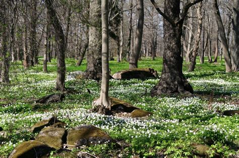 Estonian Nature and Wildlife