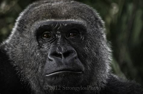 animal face close up Gorilla photo 8x10 print by StrongylosPhoto